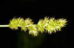 Oklahoma sedge